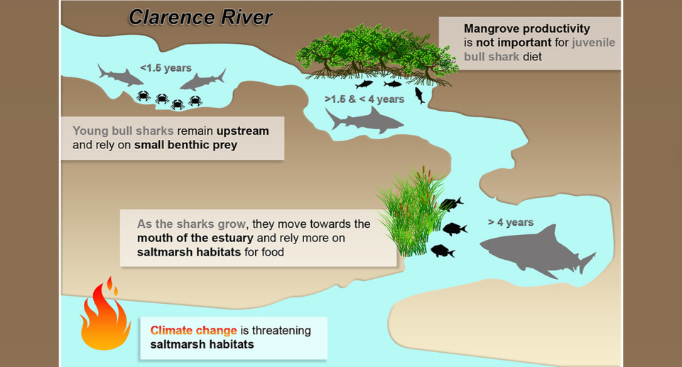 Juvenile sharks feed in salt marshes before leaving the safety of the estuary for the ocean. Source: Estuarine, Coastal and Shelf Science