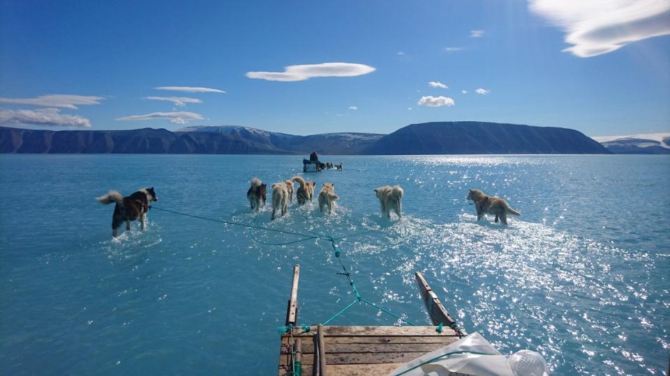 Hunde ziehen den Schlitten von Klimaforscher Steffen M. Olsen durch das Schmelzwasser auf dem Eis vor Grönland. Foto: Steffen M. Olsen/Danmarks Meteorologiske Institut