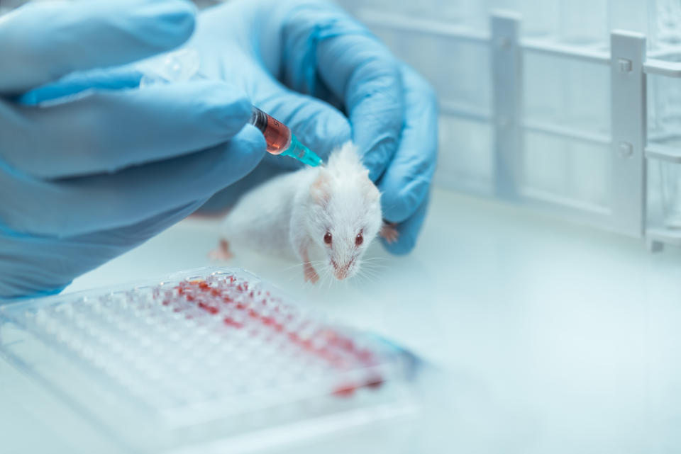 A white mouse is injected with pink fluid by gloved hands. 