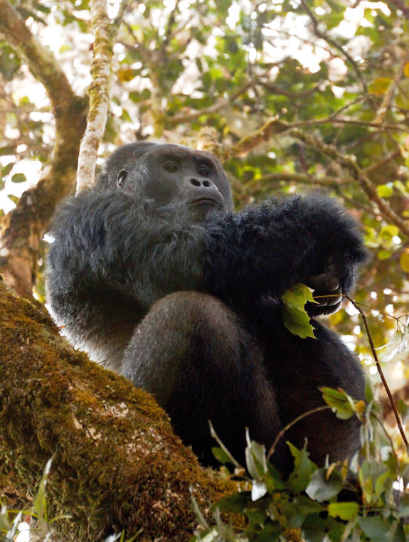 A silverback Grauer's gorilla on a branch in a forest in the Democratic Republic of Congo.