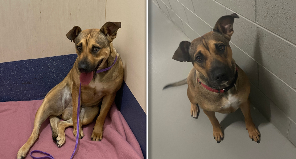 Two images of Bindi the Staffy