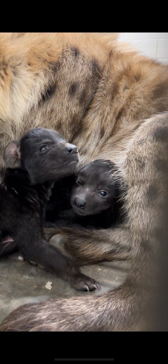 Pili, one of Hattiesburg, Miss., Zoo's spotted hyenas, gave birth for a second time, this time with two cubs, Friday, Oct. 13, 2023.