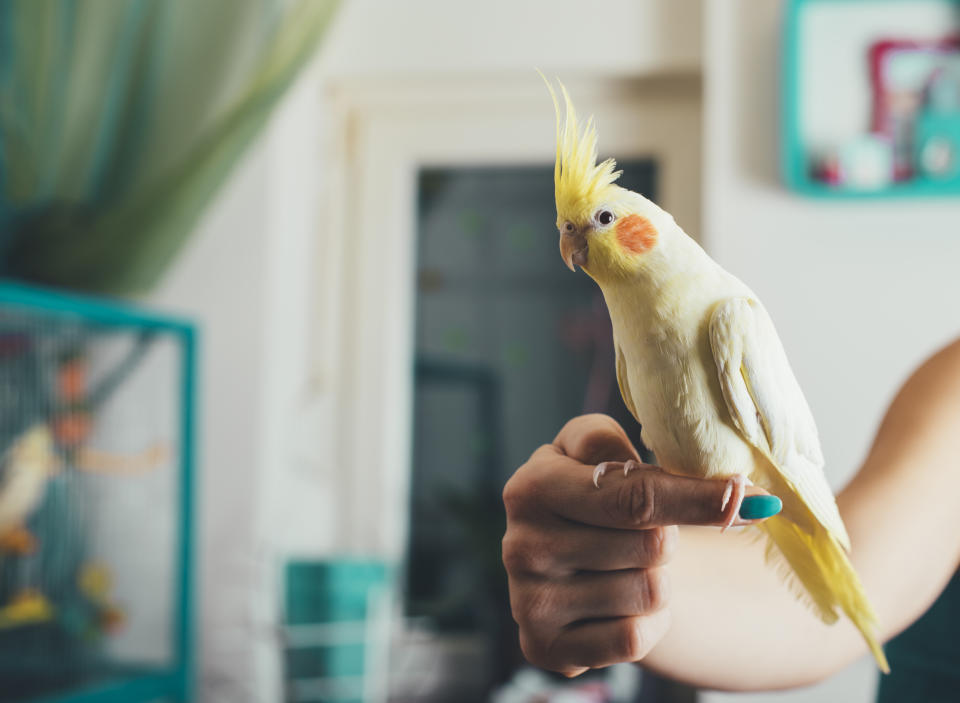 Pet allergies even extend to birds, like cockatiel parrots. (Photo: Getty)