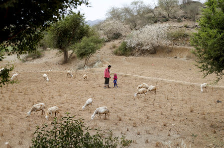 Afaf Hussein, 10, who is malnourished, stands with her father Hussein Abdu, 40, as he herds sheep near their village of al-Jaraib in northwestern province of Hajjah, Yemen, February 19, 2019. With no other source of income to support his second wife and six children, Abdu herds other people's sheep and takes payment in milk products. "Before the war we managed to get food because prices were acceptable and there was work ... Now they have increased significantly and we rely on yogurt and bread for nutrition," said Abdu. REUTERS/Khaled Abdullah