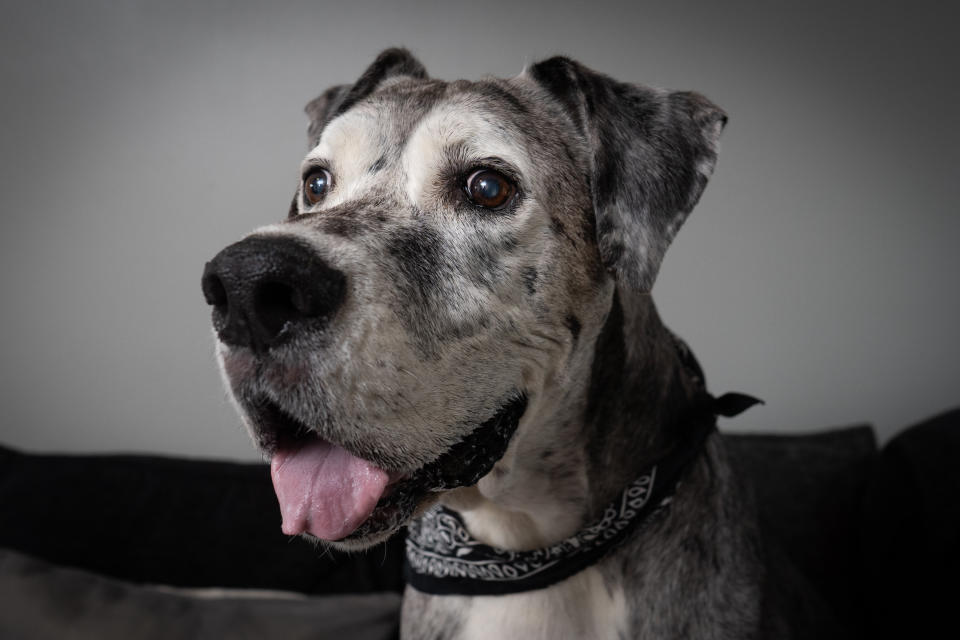 A British Great Dane who loves chicken dinners is thought to be the oldest in the world -- after smashing the previous record by years. Pirate the pooch is 11-and-a-half years old and has been adored by the Valentino family since they rescued him from the RSPCA more than a decade ago. One of the biggest breeds in the world, Great Danes often don't live for longer than six or seven years. But the 5ft 10in giant will be celebrating his 12th birthday in a few months time, and is thought to the the oldest of his breed in the world.