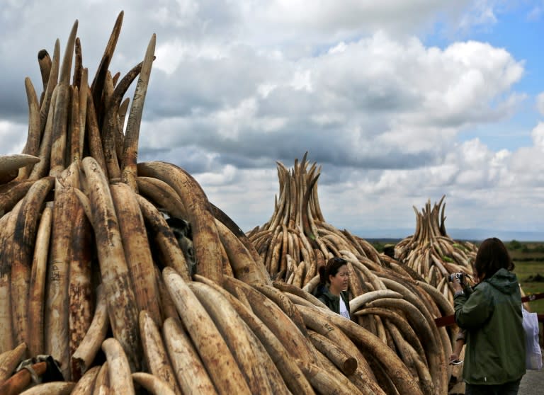 Illegal stockpiles of elephant tusks are stacked up onto pyres at Nairobi's national park, waiting to be burned at what is said to be the biggest stockpile destruction in history