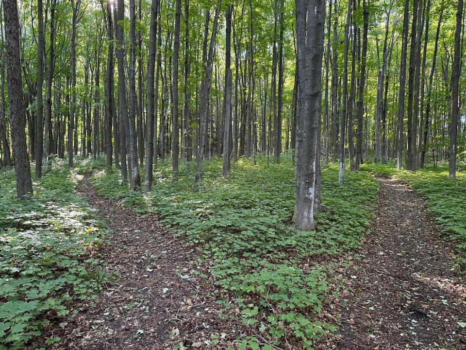 A 56-acre property acquired by Little Traverse Conservancy in Bayshore features 56 acres of forest and trail, reaching a quarter-mile of undeveloped Lake Michigan shoreline on Little Traverse Bay.