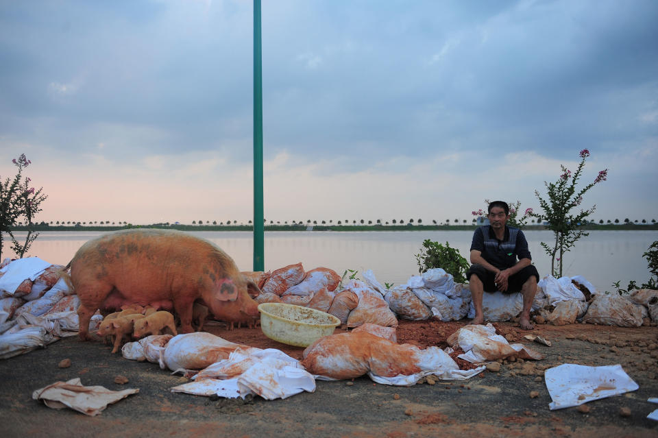 A man sits next to rescued pigs