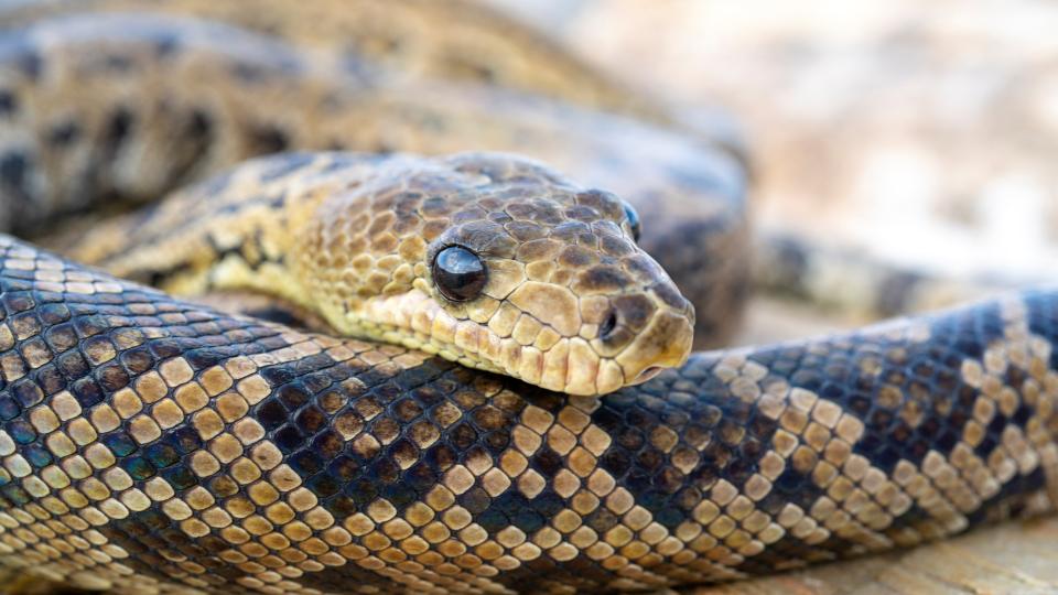 A Cuban boa resting its head on its body