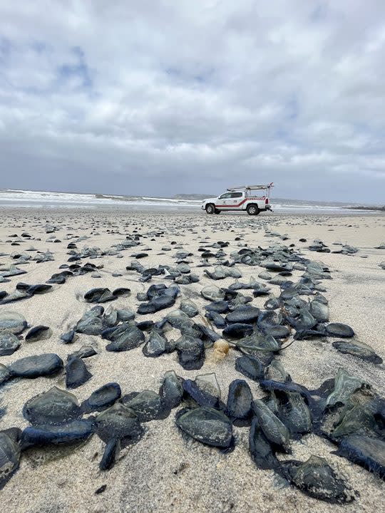 Hundreds of Velella velellas, or By-the-Wind sailors, on the beach in Coronado. (Courtesy of Coronado Lifeguards)