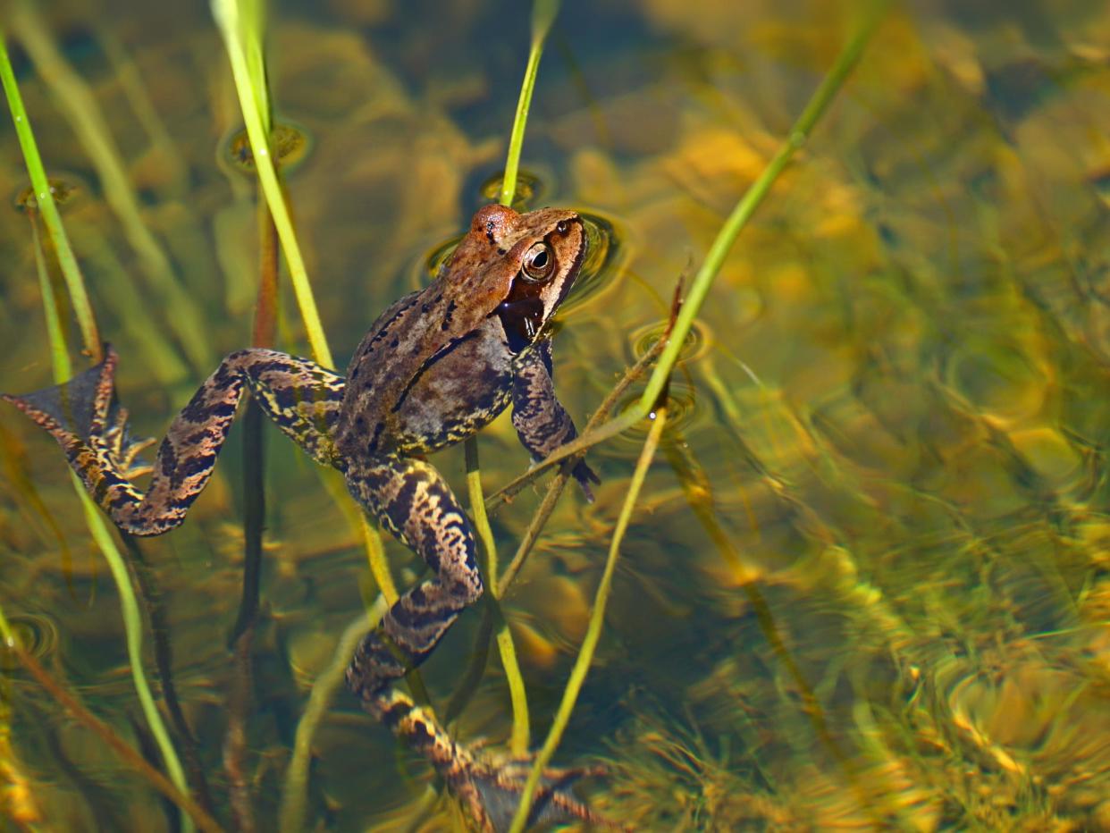 Sightings of frogs have decreased in recent years, and the RSPB is encouraging people to build ponds for the amphibians: Getty Images