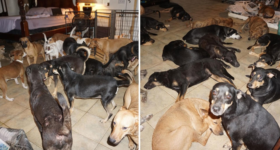 Dogs shown sleeping and others standing around inside woman's home during Bahamas Hurricane Dorian.