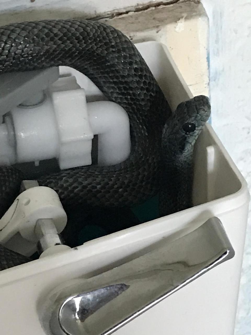 The snake was found after a candle was knocked over in the bathroom (RSPCA)