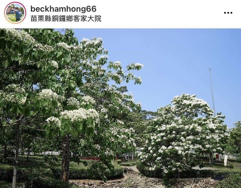 當微風緩緩吹過，雪白的油桐花落下，夢幻指數破表。（圖／IG：beckhamhong66 授權提供）