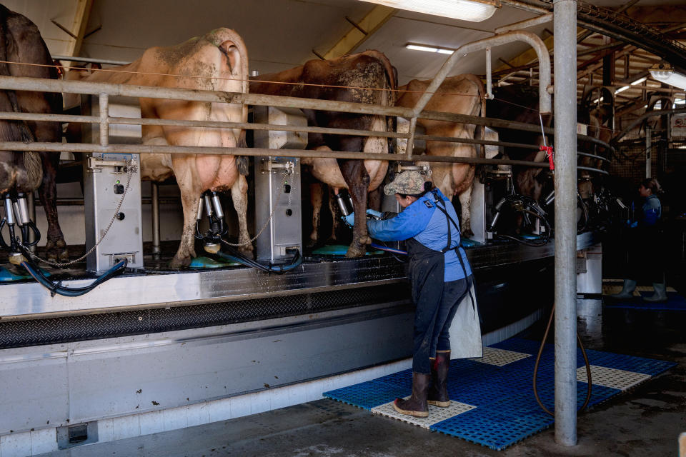 Un trabajador agrícola ajusta una máquina de ordeño conectada a una vaca en una granja lechera en Stanwood, Washington, el 22 de julio de 2021. (Jovelle Tamayo/The New York Times)