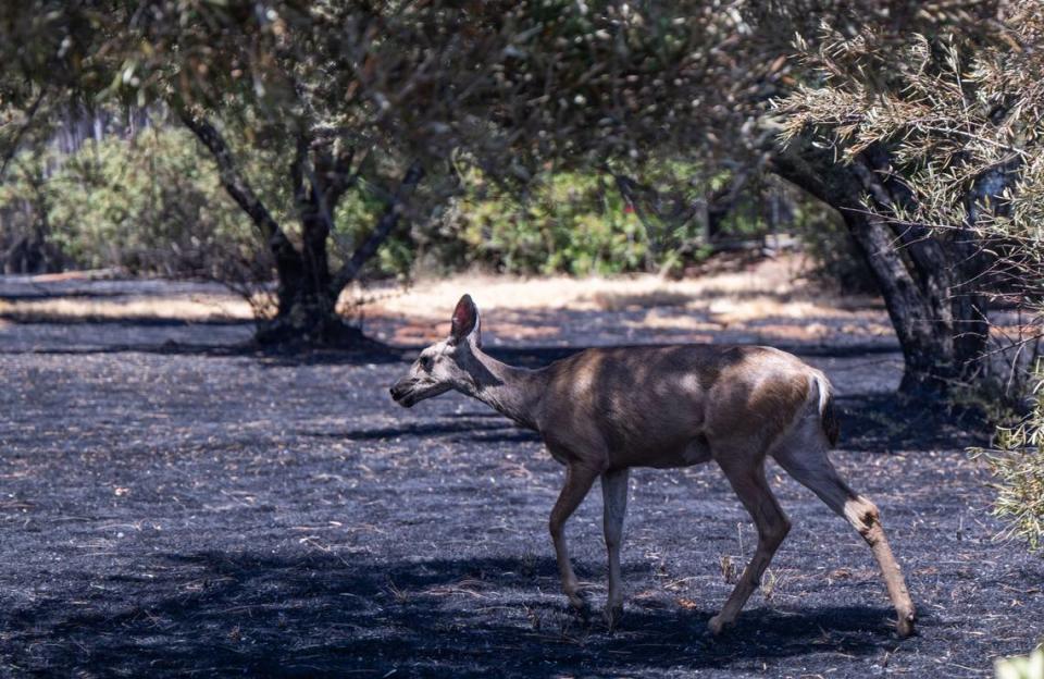 A deer walks on a burned olive grove on Bessie Lane from the Thompson Fire on Wednesday, July 3, 2024 in Oroville.