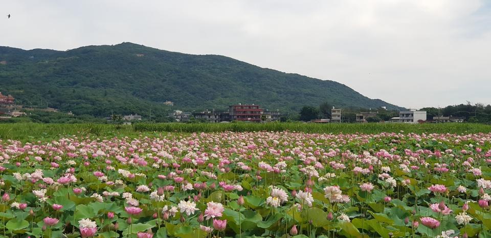 金山清水濕地牡丹蓮為重瓣，富貴之氣遠勝一般花朵。 圖：翻攝自賞花快報臉書