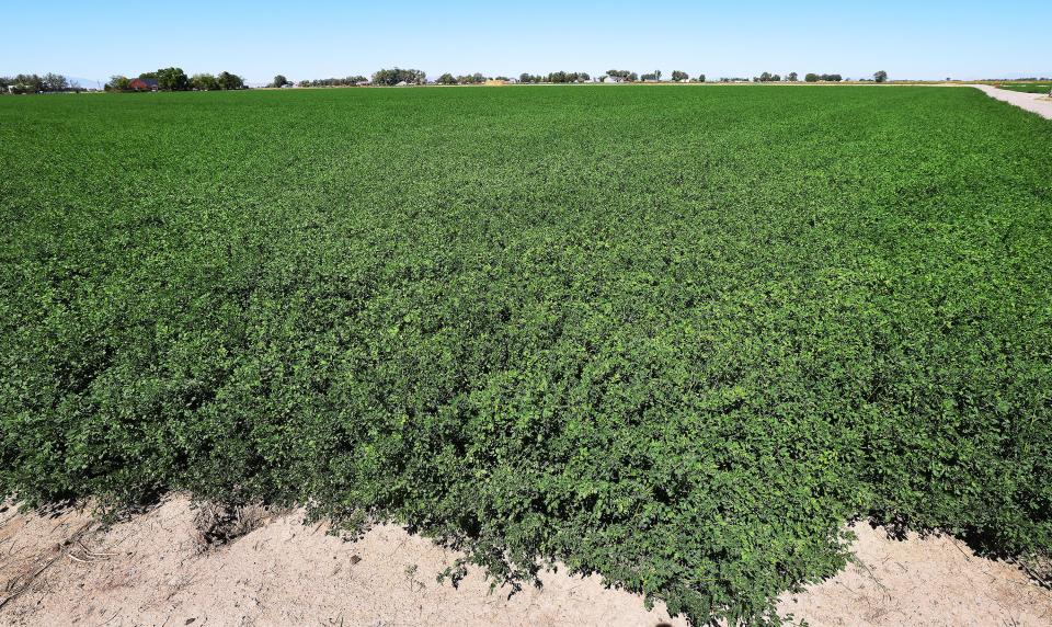 An alfalfa farm is shown as the Millard County Farm Bureau hosts a tour of alfalfa farms, water improvements and a dairy to showcase local agriculture in Delta on Wednesday, Sept. 6, 2023. | Jeffrey D. Allred, Deseret News