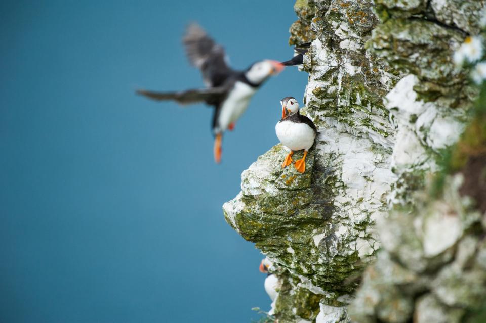 Puffins near Bridlington - getty