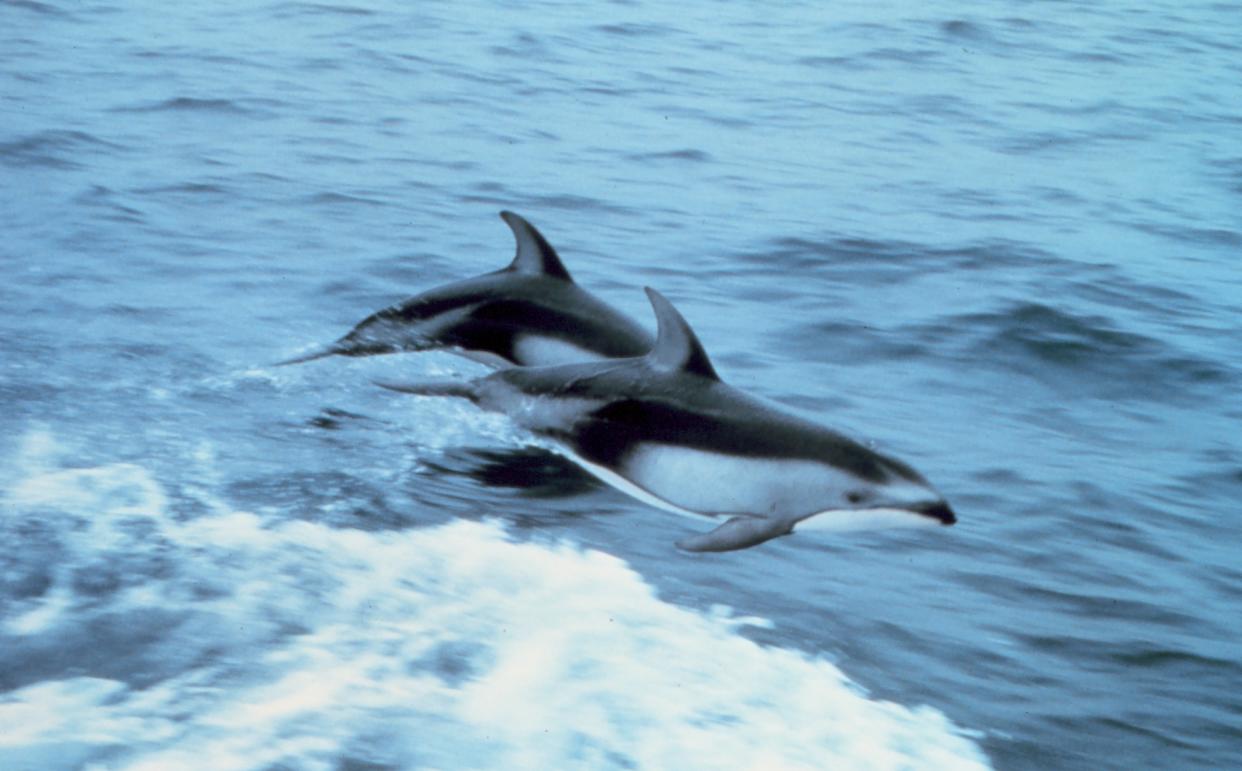 Two Pacific White-sided dolphins (Lagenorhynchus obliquidens). (Photo by: HUM Images/Universal Images Group via Getty Images)