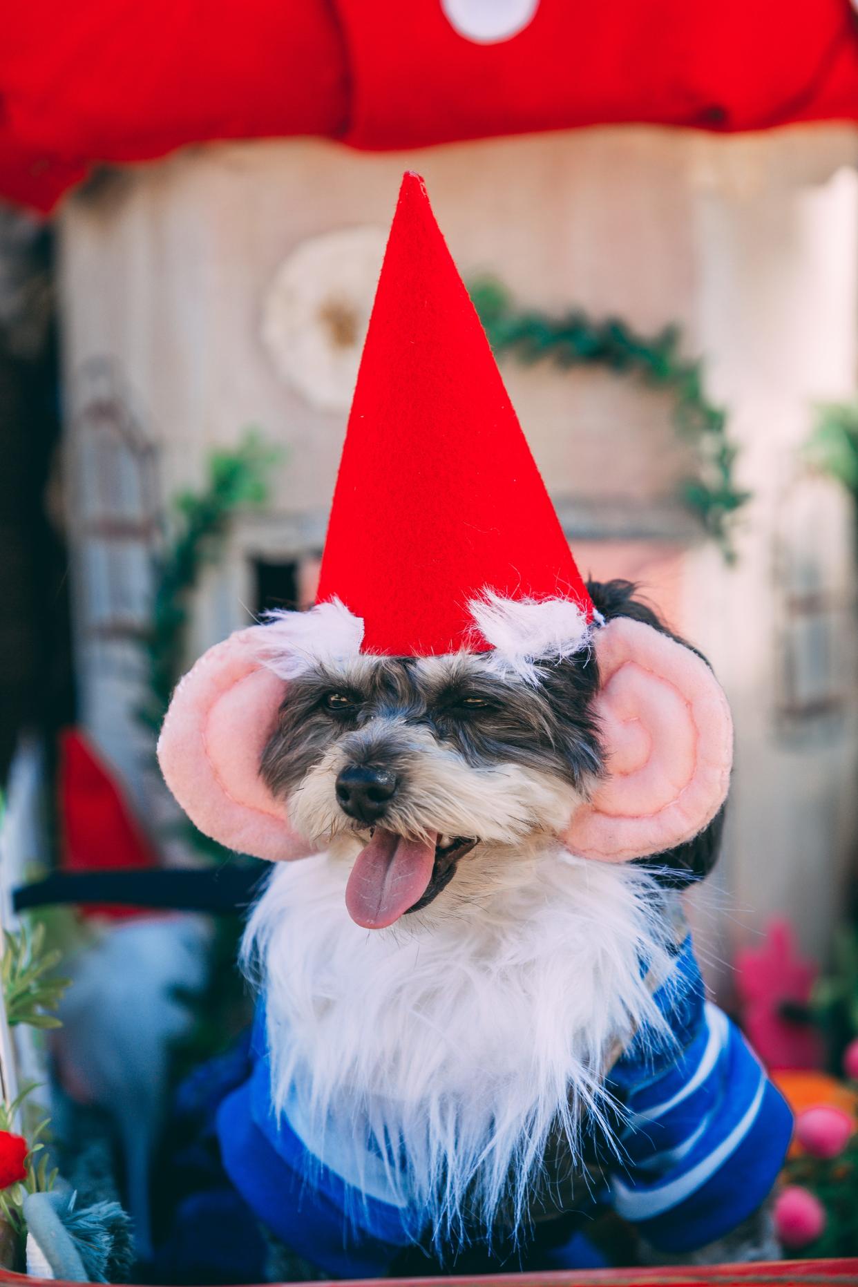 Dogs will dress up for the Howl-O-ween contest at Ventura Harbor Oct. 28.