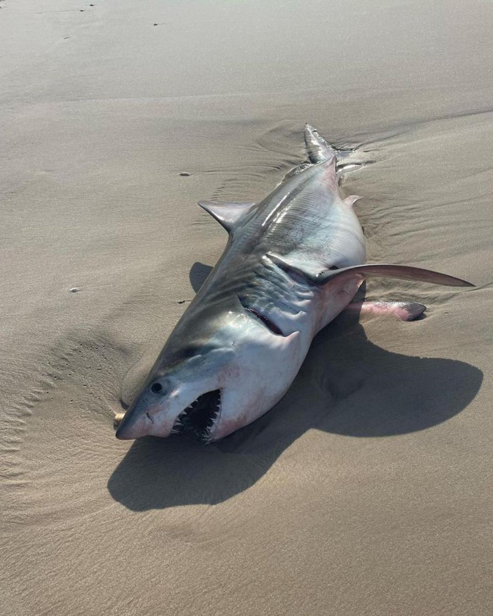 A 7-to-8 foot shark, suspected to be a great white, washed up on shore at a Long Island beach on Wednesday, authorities said (Quogue Village Police Department/Facebook)