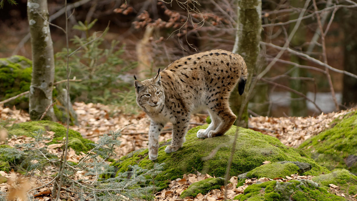  Eurasian Lynx (Lynx lynx). 