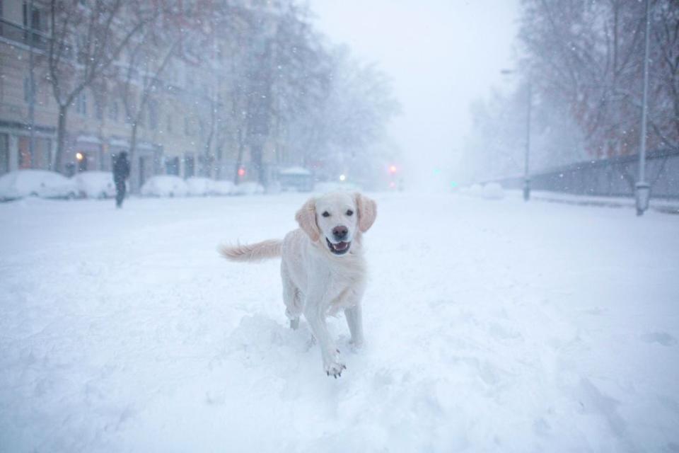 This Spanish Dog Playing