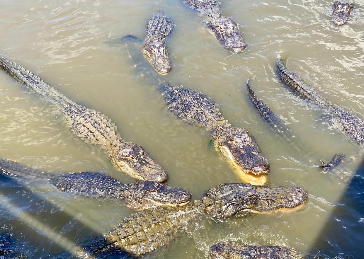 To participate in this year’s alligator harvest program, the time to apply for permits is now. The first application period opened May 6 and will end on May 16.