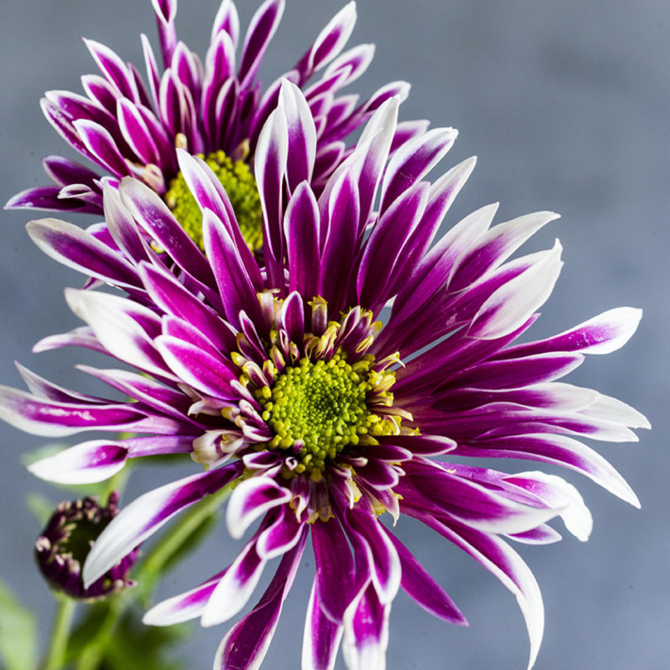 <p>Get a late-season dose of beauty from autumn’s most reliable flower</p>