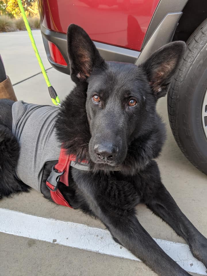 Konour the dog lying on the ground and looking healthy after surgery.