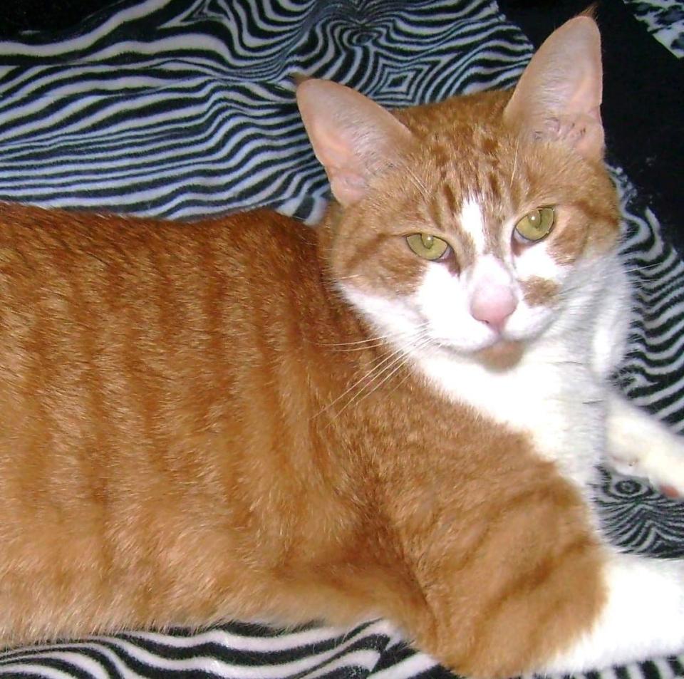 Weasley has been neutered, vaccinated, microchipped, is negative for FIV & FeLV and ready to be adopted from the Cat Rescue & Adoption Network in Eugene.