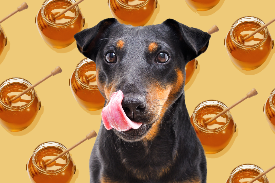 can dogs eat honey dog licking their lips with honey graphic background