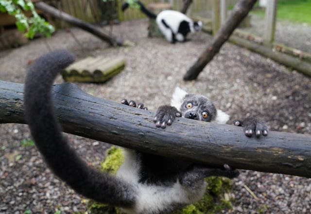 Lemur pups at Blair Drummond Safari and Adventure Park