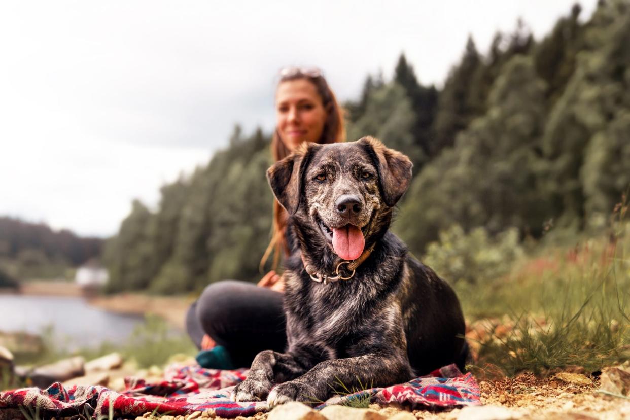 dog smiling in nature lying next to a woman