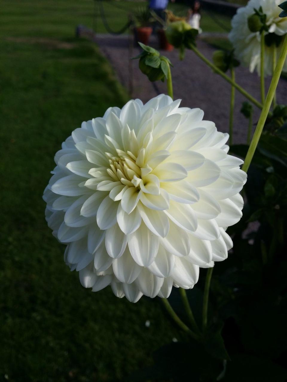 best white flowers white dahlia blooming in park