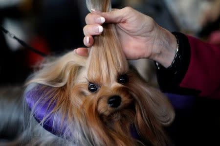 Skip, a Yorkshire Terrier, is groomed in the benching area before judging at the 2016 Westminster Kennel Club Dog Show in the Manhattan borough of New York City, February 15, 2016. REUTERS/Mike Segar