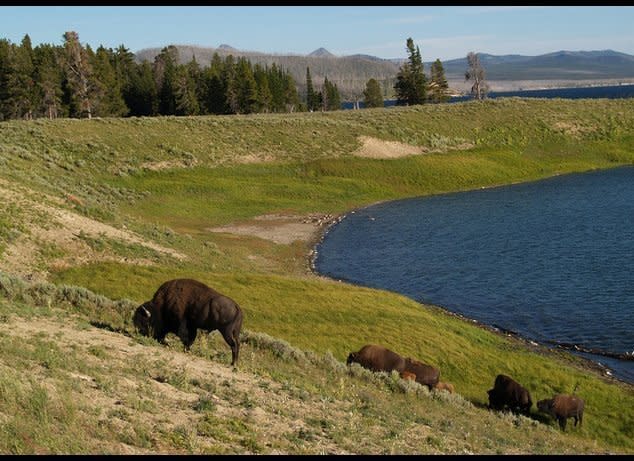 Yellowstone Bison on a hill. (theclyde, Flickr)