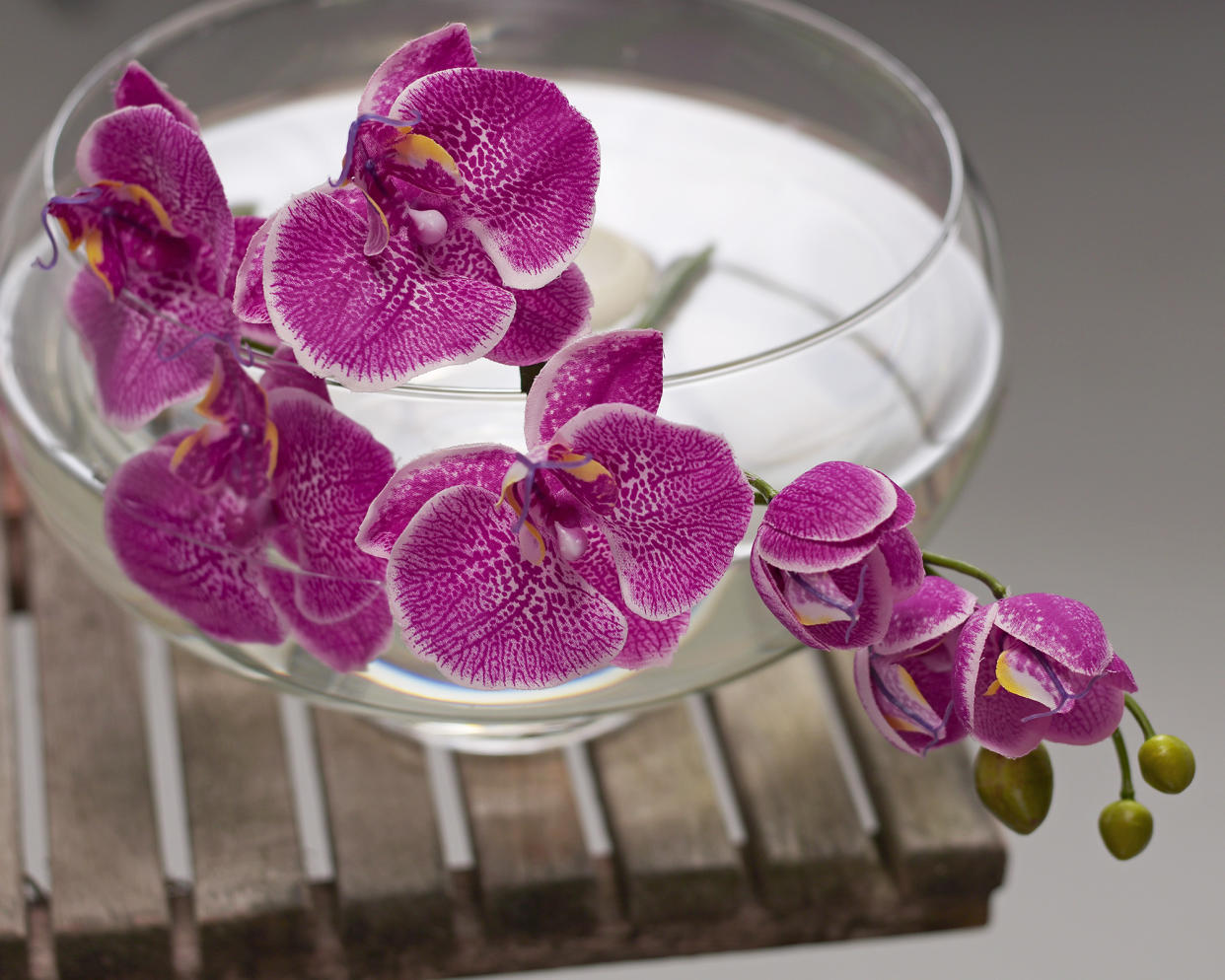  Growing orchids in water – also known as water culture orchids. 