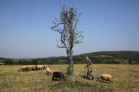 <p>A shepherd walks with sheep in the village of Cirinci, near the southeastern town of Knjazevac, Serbia, Aug. 15, 2017. (Photo: Marko Djurica/Reuters) </p>