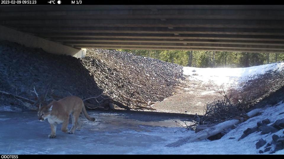 A mountain lion uses an underpass to safely traverse Route 97 near Bend, Oregon. <a href="http://creativecommons.org/licenses/by/4.0/" rel="nofollow noopener" target="_blank" data-ylk="slk:CC BY;elm:context_link;itc:0;sec:content-canvas" class="link ">CC BY</a>