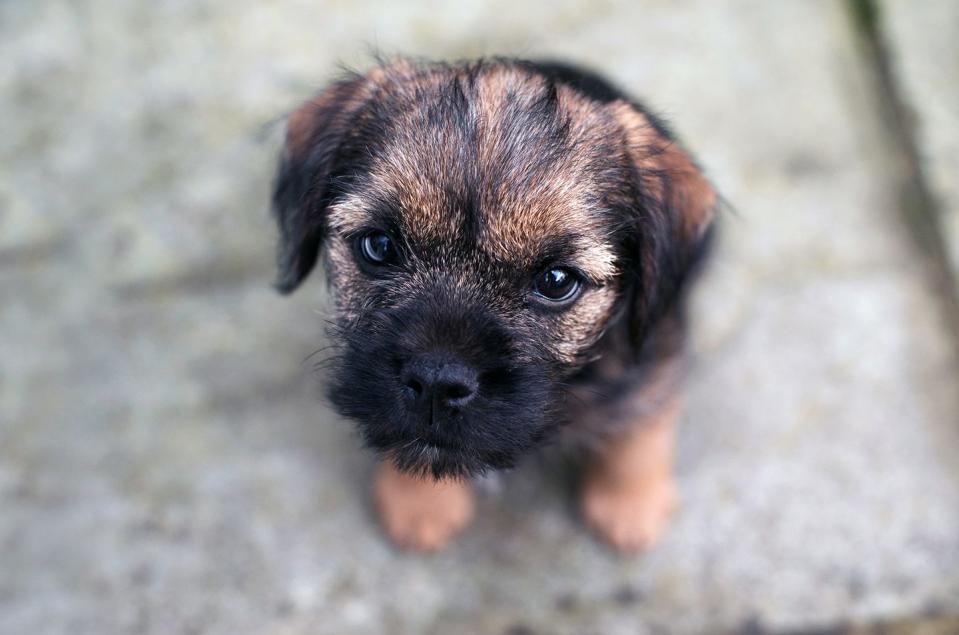 Border Terrier