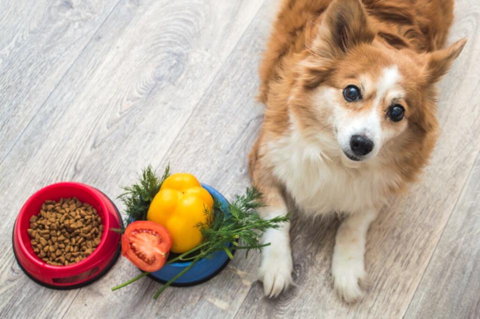 狗狗需要的食物和水分，要準備充足。體型越大的狗狗，需要飼料越多。圖/123RF圖庫