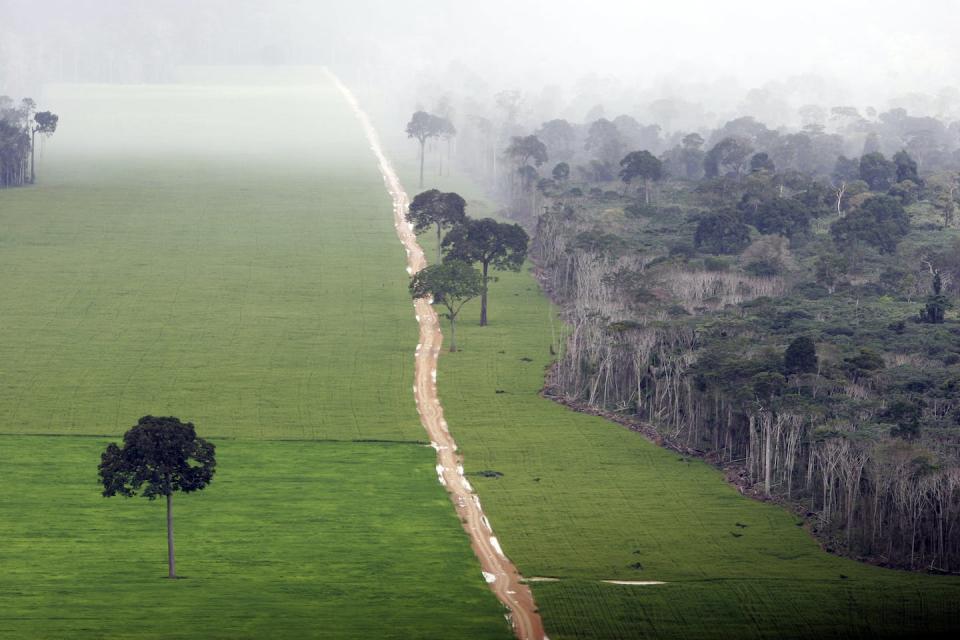 The edge of a soy plantation shows the Amazon before and after deforestation. <a href="https://www.gettyimages.com/detail/news-photo/soy-plantation-in-amazon-rainforest-near-santarem-news-photo/462376826" rel="nofollow noopener" target="_blank" data-ylk="slk:Ricardo Beliel/Brazil Photos/LightRocket via Getty Images;elm:context_link;itc:0;sec:content-canvas" class="link ">Ricardo Beliel/Brazil Photos/LightRocket via Getty Images</a>
