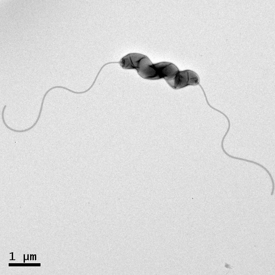 Campylobacter jejuni bacterium