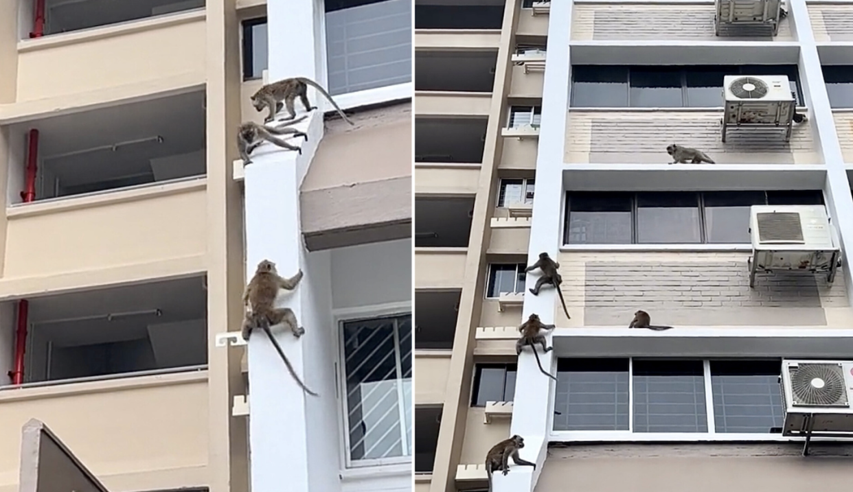 Screen grab of 5 monkeys sliding down Jalan Besar HDB block in viral video (Photos: Victoria Loh/ladyv_victoria on TikTok) 