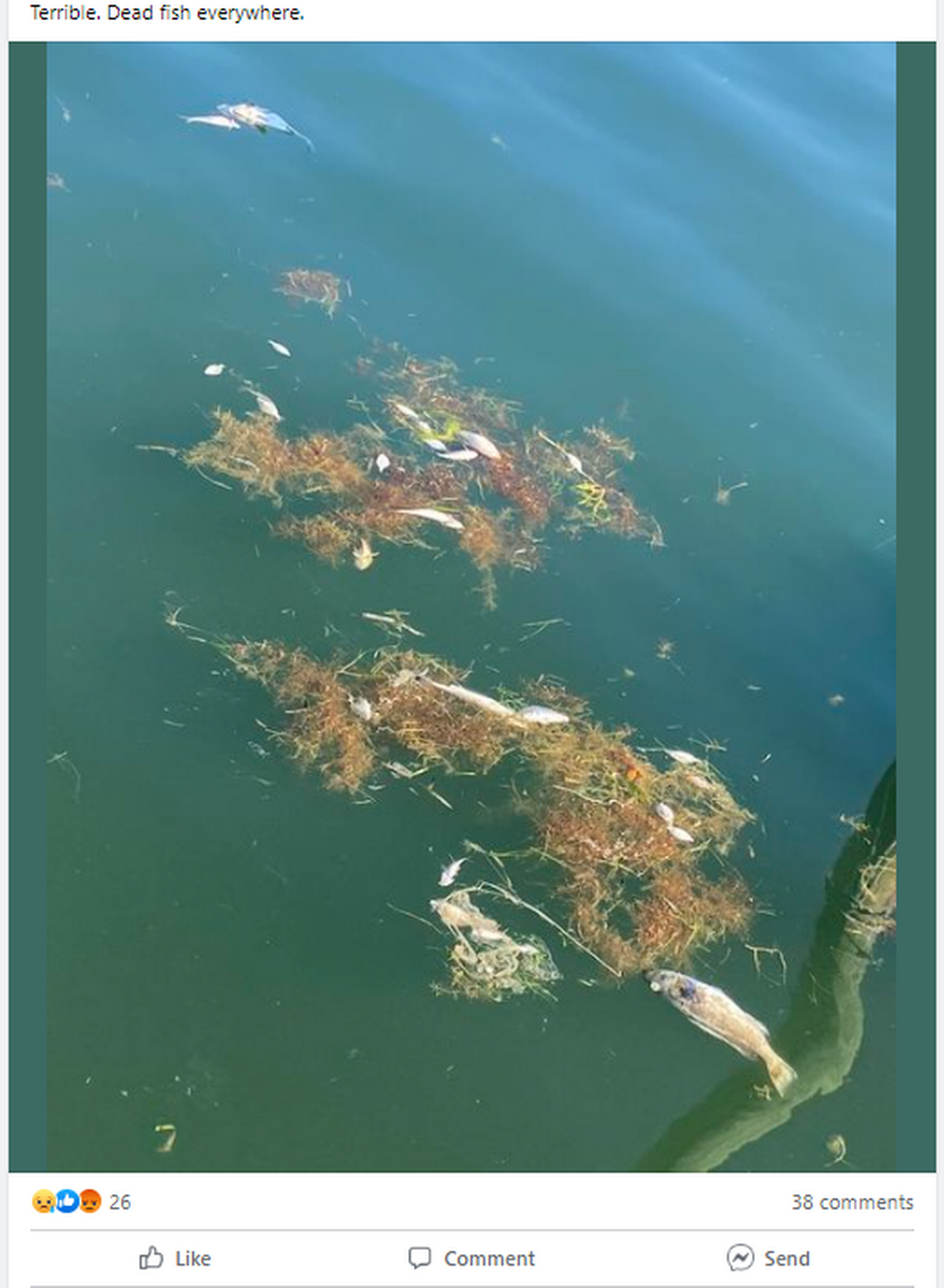 Dead fish are shown in waters near the Bradenton Beach marina via a social media post on Friday, Feb. 24, 2023.