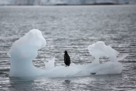 FILE PHOTO: A penguin stands on an iceberg in Yankee Harbour, Antarctica, February 18, 2018. Reuters/Alexandre Meneghini/File Photo