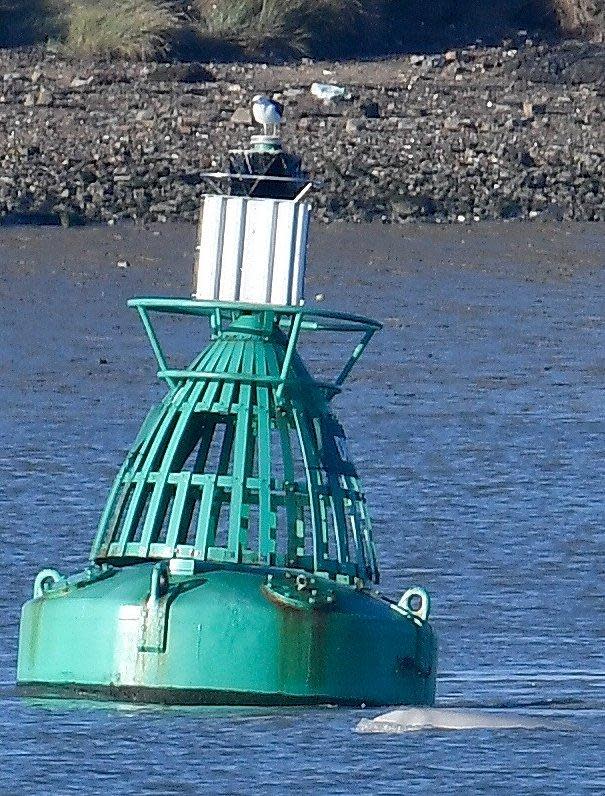 A beluga whale breeches near a buoy on the River Thames near Gravesend (Toby Melville/Reuters)