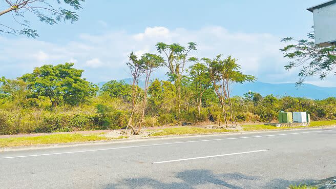 海葵颱風重創台東縣，釀成倒樹災情，掀起行道樹樹種檢討聲浪，台東縣政府建設處近期進行行道樹補植，考量維護管理、韌性強度等要素，全面改植抗風性樹種羅漢松，預計5月完成。（蕭嘉蕙攝）